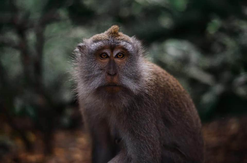 大越光貴さんのインスタグラム写真 - (大越光貴Instagram)「🐒🍃 #MONKEY #BALI #photographer #landscape #naturephotographer #stayhome #猿 #モンキーフォレスト #バリ #インドネシア #絶景 #海外の絶景 #風景写真 #フォトグラファー #写真家 #一人旅 #旅に出たい #緊急事態宣言 #新型コロナ #外出自粛 #出勤自粛 #コロナに負けるな #ステイホーム #みんながみんなのために #地球を守ろう #ゴールデンウィーク #医療従事者にエールを #医療従事者に感謝 #動物の森 #あつ森」5月10日 21時52分 - koukoshi