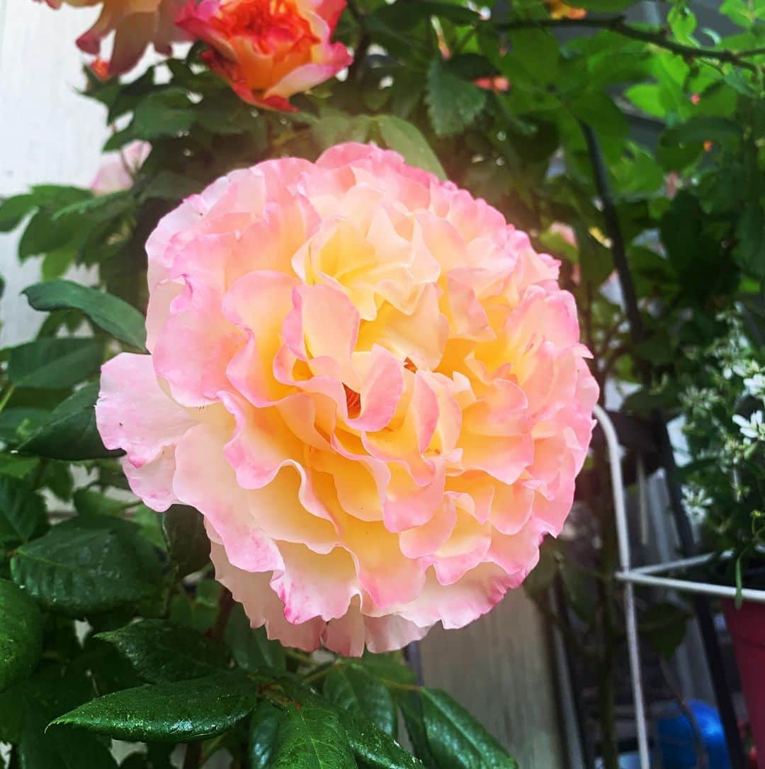 ケルシュティン・フランクさんのインスタグラム写真 - (ケルシュティン・フランクInstagram)「“The most beautiful things in the world cannot be seen or touched, they are felt with the heart.”-Antoine de Saint-Exupéry  Close up of some of mommy‘s beautiful roses 😍  #antoinedesaintexupery #thelittleprince #favoritechildhoodbook #roses #mommysroses #garden」5月10日 21時46分 - kerstinfrank88