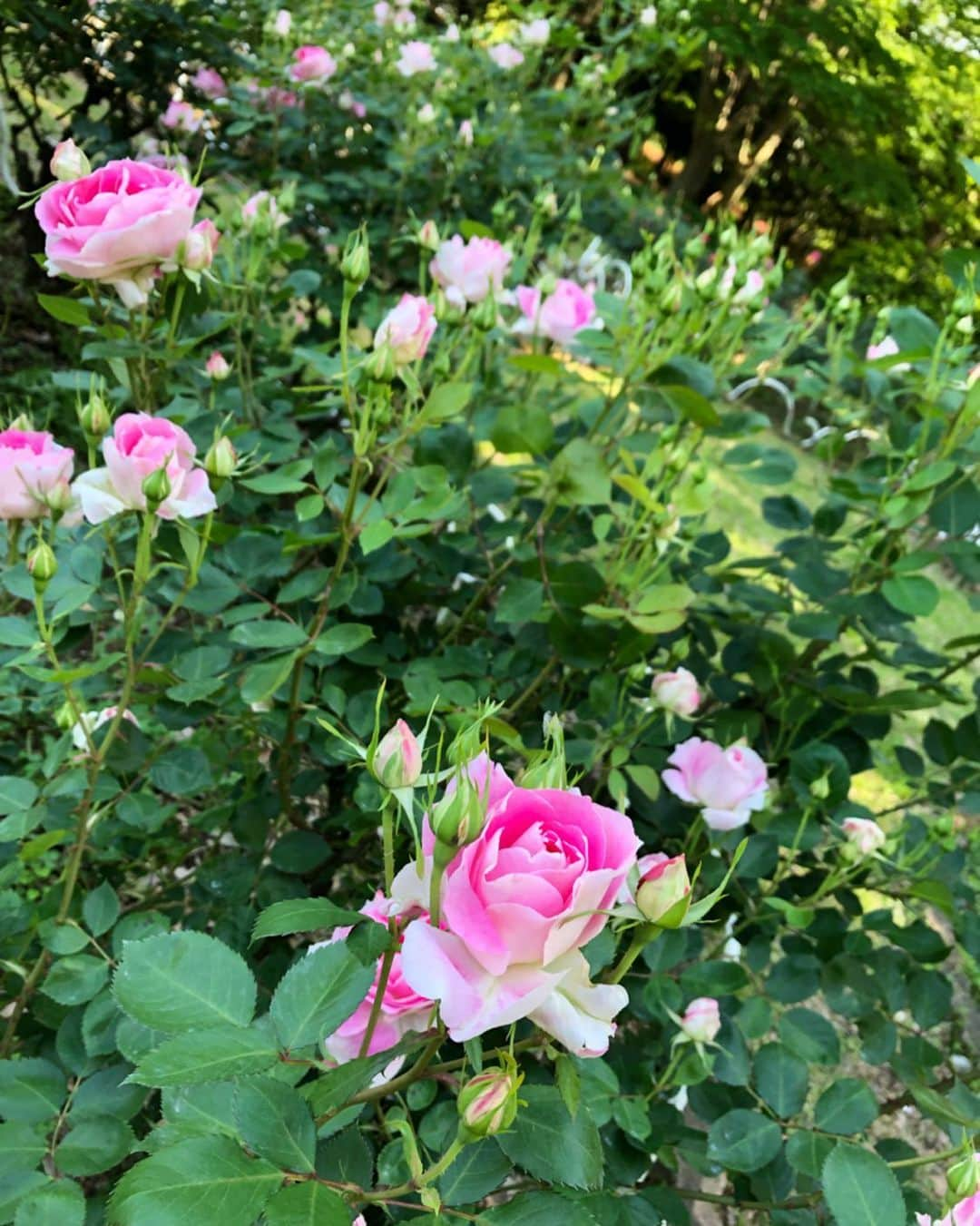 桜帆ゆかりさんのインスタグラム写真 - (桜帆ゆかりInstagram)「母の日💓💐いつも本当に色々とありがとう😊✨ 世の中のお母様方も皆さん素敵な日になってるといいなぁ☺️ . . . 今年はどんなお花にしようかなと思ってた所、クラウドファウンディングでフラワーロスを無くそうという取り組みを見つけたので、そちらでお願いしました😊 届くのは6月ですが、母にもその旨を伝えました！届くの、楽しみだなぁー🎶 . . . . . #母の日  #いつもありがとう  #フラワーロスを考える」5月10日 21時51分 - chahoroo93