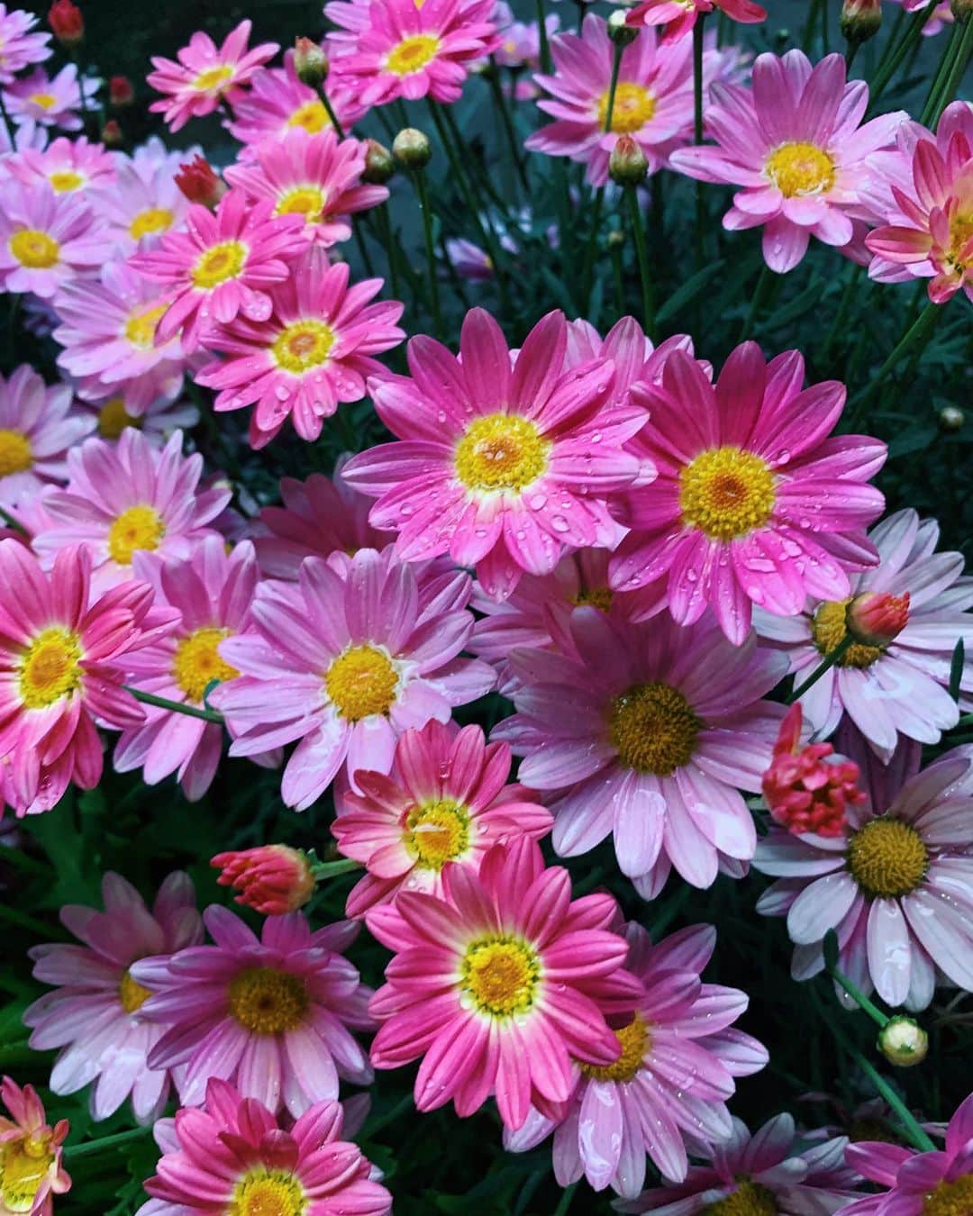 マイコ さんのインスタグラム写真 - (マイコ Instagram)「* 止まない雨はないし、 痛みを知った者は 強く、優しい。 花びらに乗った雨粒が 余計に君を綺麗に見せた。 世界はきっと まだまだ美しくなる。 ・ ・ 明日また、告知あります♡ ・ ・ ・ ・ #flowers#雨上がり#散歩」5月10日 22時13分 - maicorori