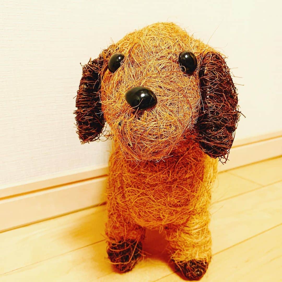 Karinのインスタグラム：「Mother's Day🌸🌼 そして今日はノンちゃんの月命日🐶奇跡的にこんなに似ている子がお花を持ってきてくれたみたいです✨ #母の日 #mothersday #ミニチュアダックス」