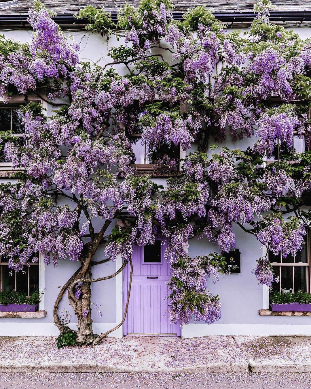 リリー＝ローズ・メロディのインスタグラム：「Oh Spring 💜// I should have been on my way to Europe very soon. Can’t believe I won’t be able to witness Spring this year 🌸 So here’s a photo of one of the prettiest wisteria facade I got to see and photograph  while in Ireland a couple of years ago #lilyinireland」