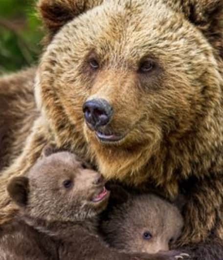 D・W・モフェットのインスタグラム：「To the fiercest Mama Bear of all. Thank you for taking care of the den with such love.  #theysoarbecauseofyou #happymothersday❤️」