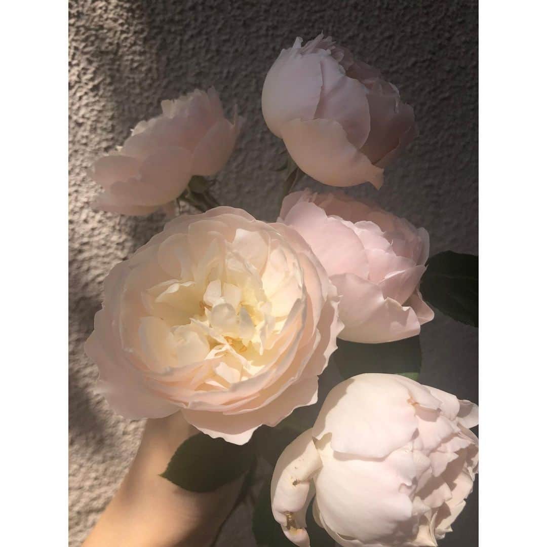 Baekのインスタグラム：「Rose Desdemona is blooming😍 今日は朝起きたらすごくいっぱい咲いて、幸せです！ いい香り…😌💗 咲きはじめは薄いピンク、ベージュ、レモン色のグラデーションであたたかみがある光のようなとでもきれいな色で、散るときはどんどん真っ白になっていきます。 一輪だけおいてもすごくいい香りがする。 今日は幸せー😌💗💗💗💗 木をもっと丈夫にしてあげたいな💭」