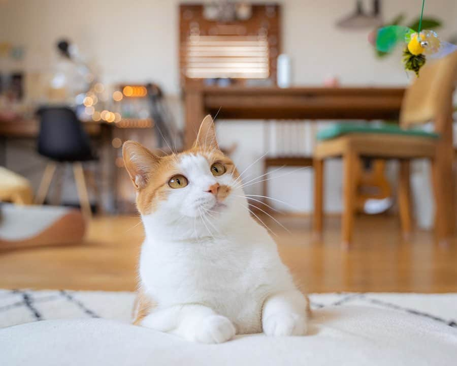 近藤研二さんのインスタグラム写真 - (近藤研二Instagram)「これでご飯3杯いける、の応用で、 猫と居るだけでステイホームどんだけでもいける。マジで。みなさん今日は熱中症に注意だそうです。  あれ、なんか、ウニがウニ丼に見えてきた。あったかい白米にとろとろのウニ。おいしそう。  ちなみにウニはフィンランド語で夢の意味です。  #モイとウニ #近藤モイ #モイチン #モイ202005 #モイ5才1ヶ月 #graytabbyandwhite #サバシロ #長毛種 #近藤ウニ #uni #ウニ202005 #ウニ3歳11ヶ月  #redtabbyandwhite #orangetabbyandwhite #茶トラ女子 #茶トラ白 #茶白 #猫 #ねこ #ネコ #neko #cat #cats #kissa #gato #gatto #meow」5月11日 10時10分 - kenjikond0