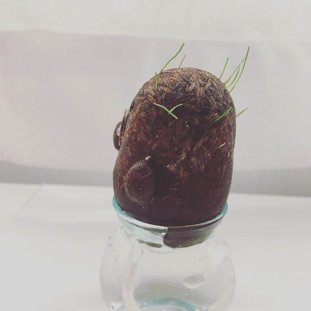 大森美優さんのインスタグラム写真 - (大森美優Instagram)「今日のボブちゃん…！！ 🌱🌱成長が」5月11日 10時35分 - omorimiyu