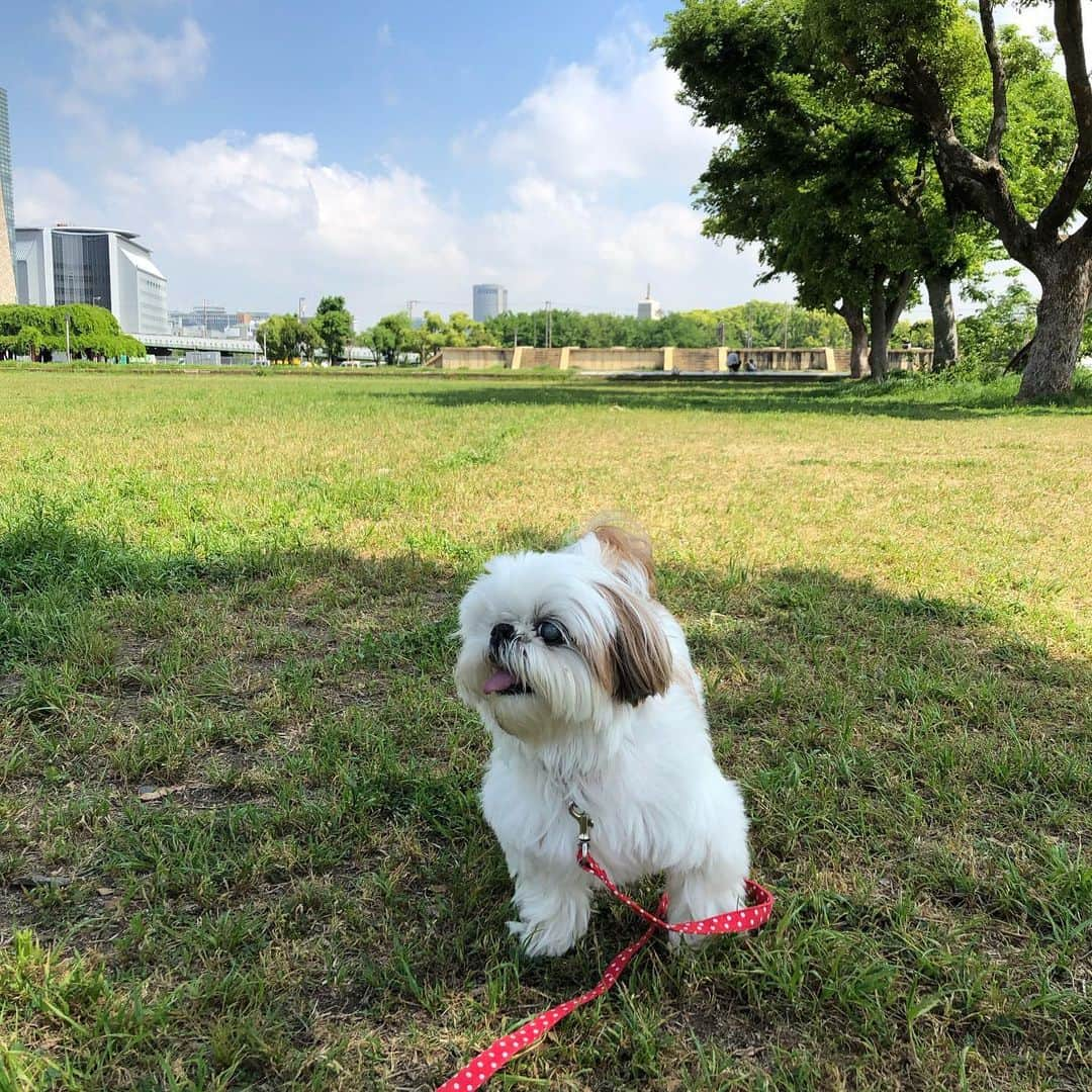 いりこのインスタグラム：「久しぶりに長めのお散歩。気持ちいいねー☀️」