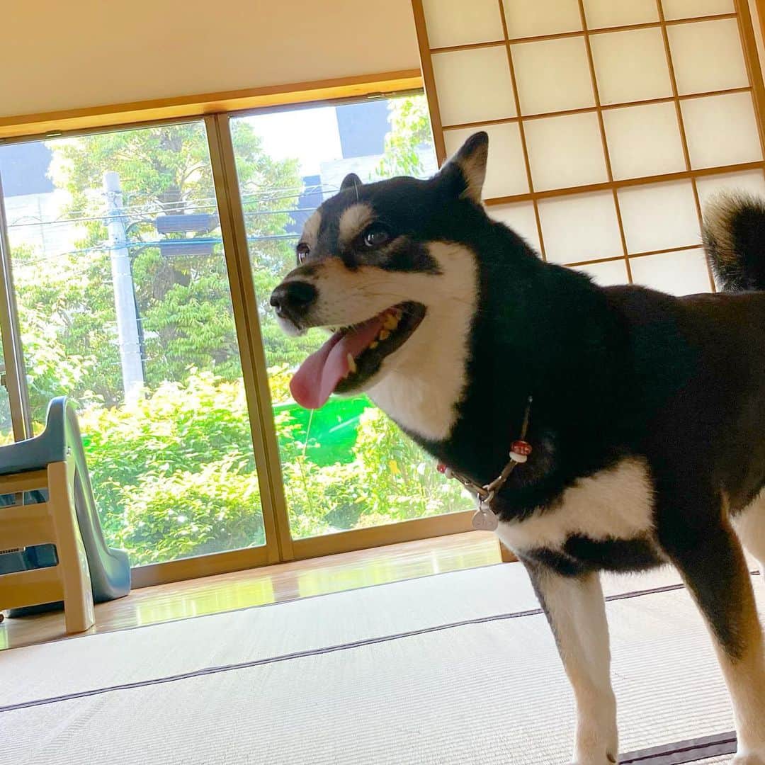 vo_coのインスタグラム：「🐾 和室と和犬 かなりの高頻度で義実家にお世話になってるうちの坊主とわんわん 保育園いつから行けるようになるんだろう… * #shibastagram #instashiba #shiba #shibainu #黒柴 #柴犬」