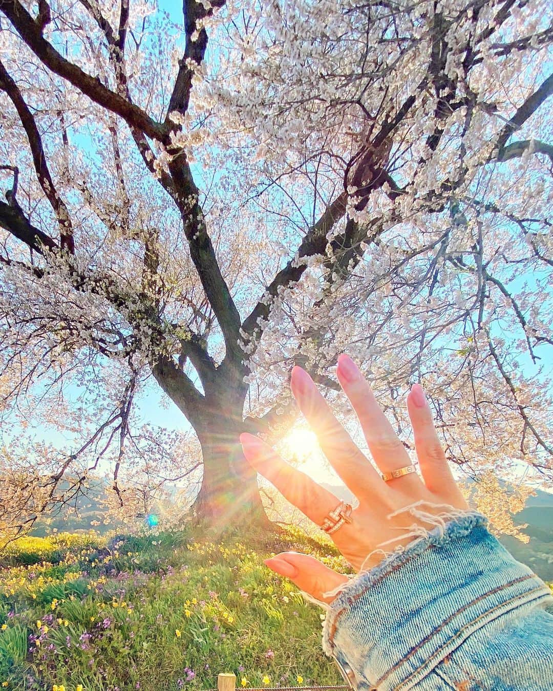 若尾綾香さんのインスタグラム写真 - (若尾綾香Instagram)「☆ 山日新聞に掲載されていたのを 見ていただいた方ありがとうございます🌿 マスクを気持ちばかりですが 地元韮崎市に贈られせ頂きました。 父が代理で寄贈式に出席。 私はモニターから💻でした٭¨̮ マスクを必要としてる方々に届きますように。 . 写真は地元韮崎のわに塚の桜🌸 美しいぃ〜。 . . #わに塚の桜 #韮崎市 #山日新聞 #山梨県#newspaper #🗞」5月11日 11時04分 - ayaka_wakao