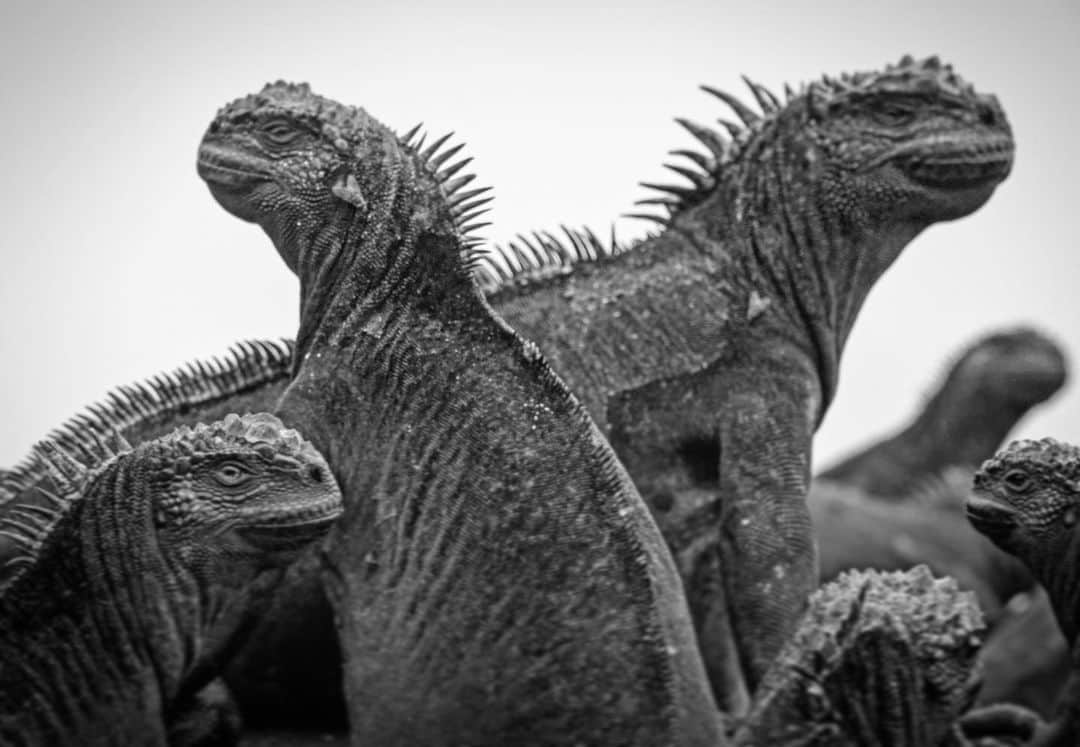 Thomas Peschakのインスタグラム：「I don’t convert many of my color photographs into black & white, but every once in a while I make a image that screams to be seen in its most basic, monochromatic form. This sextuplet of Galapagos marine iguanas basks on lava rock to rewarm their bodies after grazing seaweeds in the cold Pacific Ocean. Shot on assignment for @NatGeo working with @parquegalapagos and @charlesdarwinfoundation」