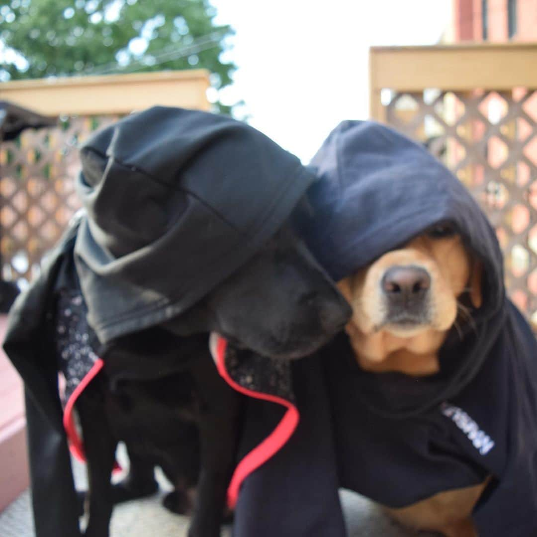 Jake And Gingerさんのインスタグラム写真 - (Jake And GingerInstagram)「Happy Mother’s Day to all the mommies!! Ginger had a great day! She got a new sweater, we went to the park, and snuggled up in a blanket. Time for a steak dinner!! #lovelabs #lovelabrador #lovelab #labradorlove #lovelabradors」5月11日 3時57分 - jake_n_ginger