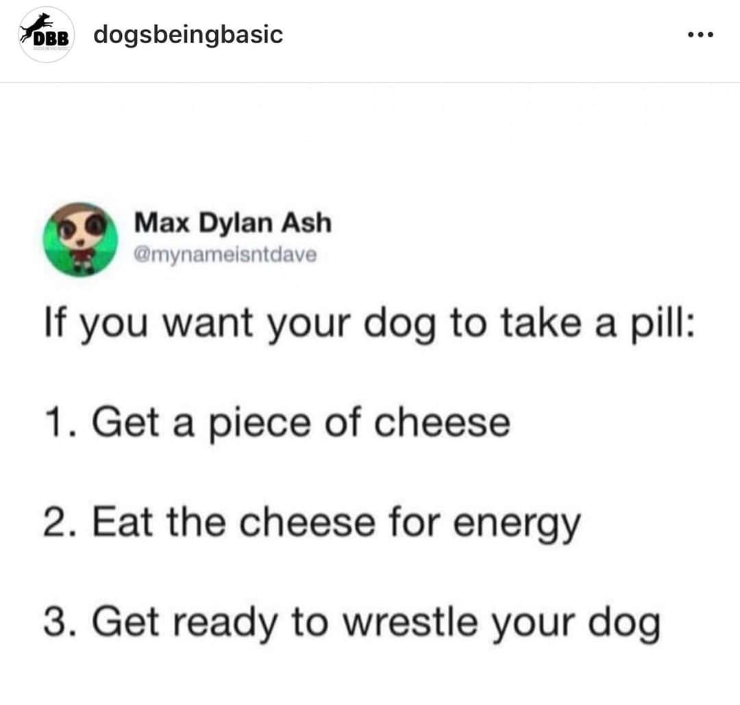 Animalsのインスタグラム：「SO TRUE! 😂🐾」