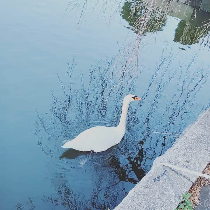 のインスタグラム：「Happy Mother’s Day!!! ままの写真アップしたら恥ずかしがるから白鳥さんにしました🦢  今帰省出来ないからさくらんぼ贈ったよ！」