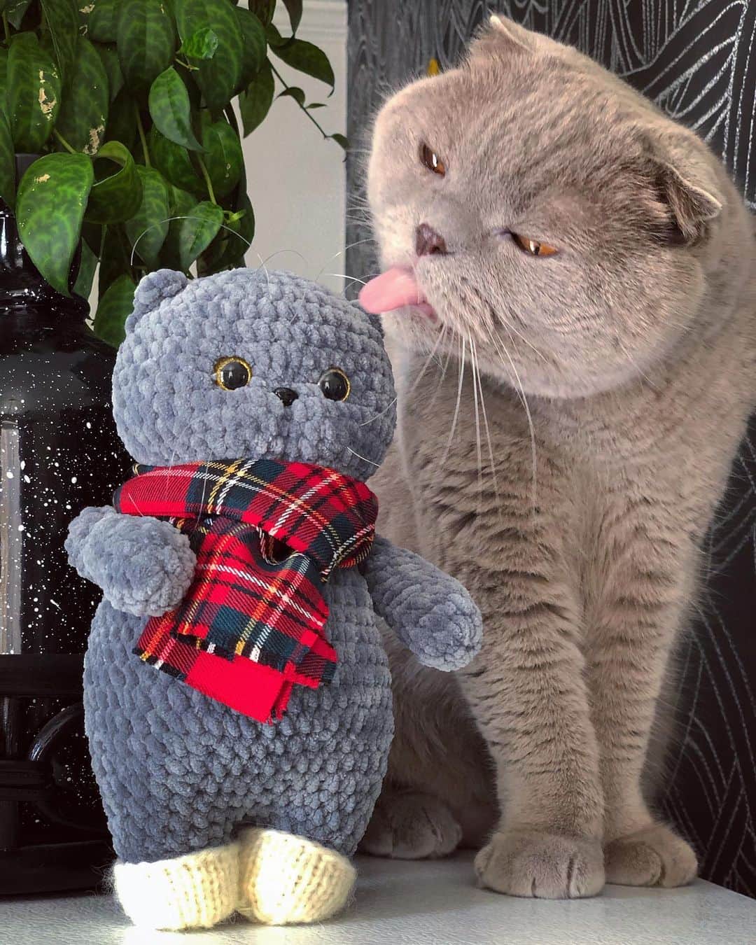 Millaさんのインスタグラム写真 - (MillaInstagram)「I don’t know who she thinks she is... but I wore it best! 😹 Thank you @say_hi_to_asya for my “mini me.” Not to sounds biased but she’s gorgeous! Check out her Etsy store on her page for more information. #MillaTheCat #PlushPet」5月11日 6時59分 - millathecat