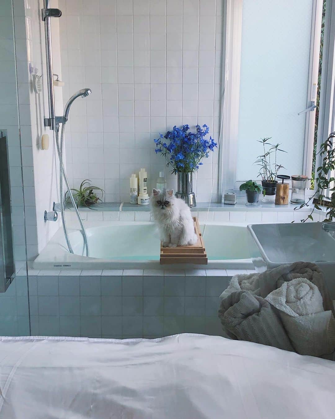 のインスタグラム：「今日は30℃の予報、、今から水風呂にはいる。🤪🛁💦 ㅤ ㅤ ㅤ  #ワンルーム #ベッド #ベッドルーム #ナチュラルインテリア #インテリア好き #暮らし #北欧インテリア #イケア #バスルーム #洗面所 #ミラー #一人暮らしインテリア #部屋作り #一人暮らし部屋 #一人暮らし #賃貸インテリア #ひとり暮らし #おうち時間  #キャンドル #バステーブル #ニトリ #観葉植物のある暮らし #観葉植物 #お花のある暮らし #花瓶  ㅤ ㅤ」