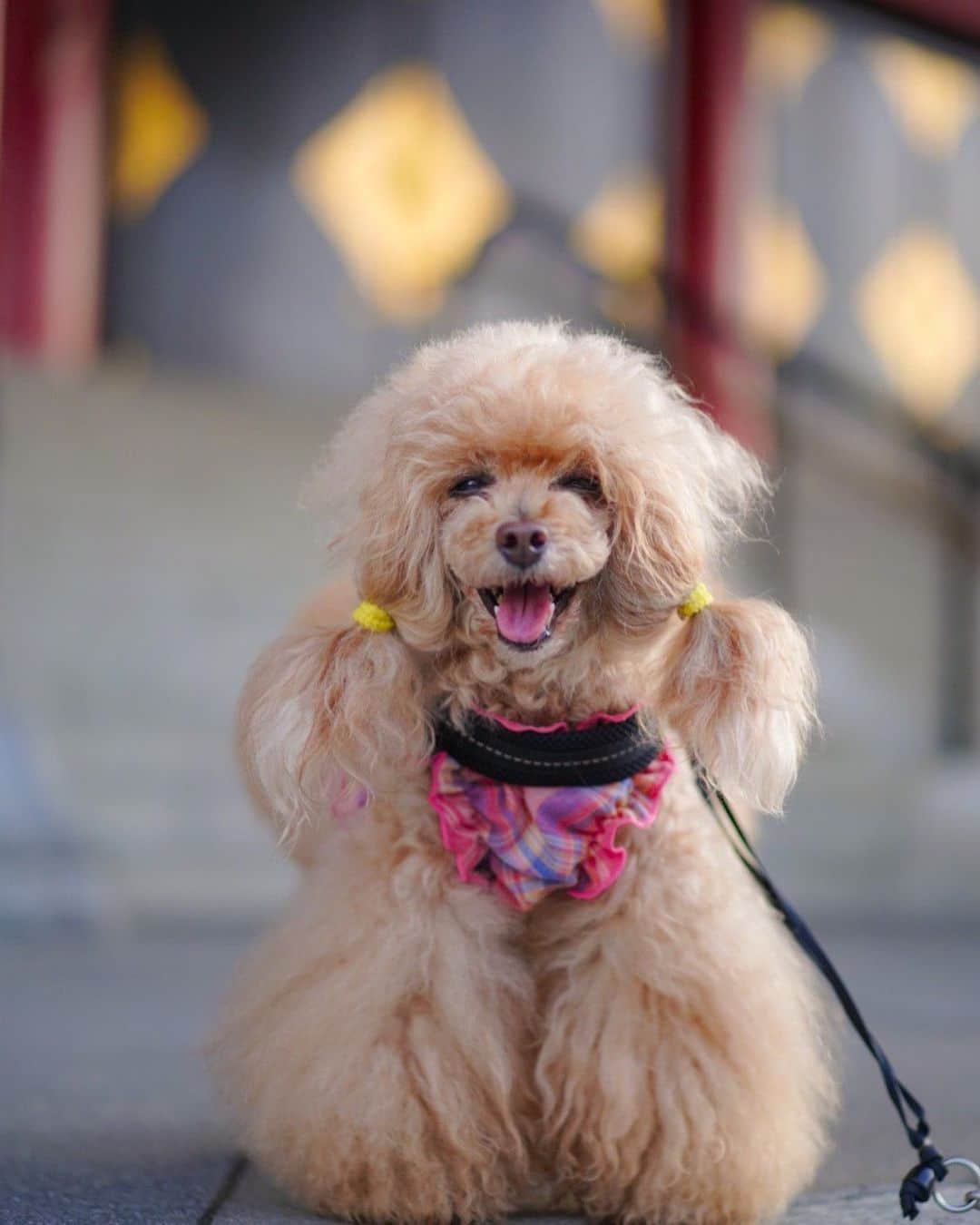 Toypoodle Mikuru?Asakusa Tokyoのインスタグラム：「20200511 Monday. Good morning! Friends 💞 蒸し暑い朝です🌞 今日は みくる地区30度越えするって😳 もう夏なんですか？ . #ツインテール #夏日和 #コロナが収束して終息しますように」
