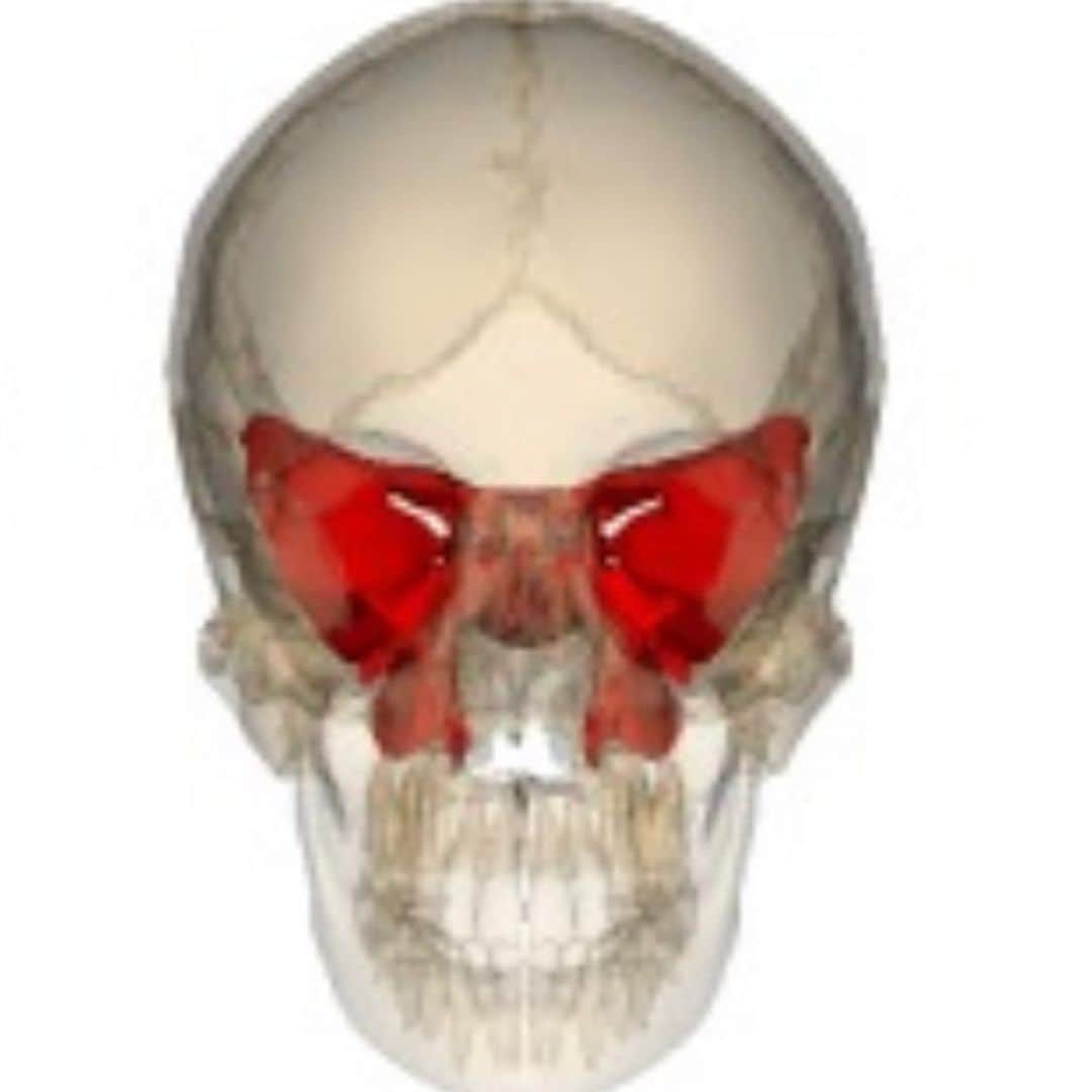 兼子ただしさんのインスタグラム写真 - (兼子ただしInstagram)「顔の歪みをとれます。 『蝶形骨』をストレッチする事で、 顔の左右のバランスが変わります。  蝶形骨とは頭蓋骨の中央に位置して、 どの筋肉にも付着せず、頭蓋骨の軸となる骨です。  ここのズレかは首こりの原因をつくることもあります。  ほうれい線が気になったり、 目の疲れがある方は、 この蝶形骨を調整するストレッチで顔をスッキリさせましょう！  #蝶形骨#小顔#ストレッチ#SSS#兼子ただし」5月11日 8時41分 - kanekostretch