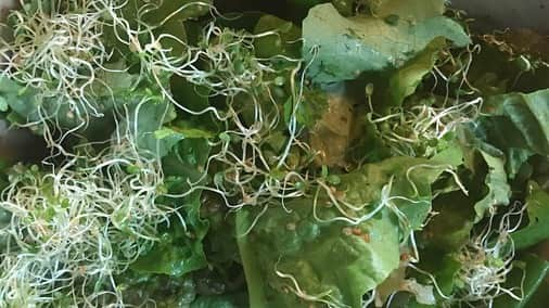 サラ・ウェイン・キャリーズさんのインスタグラム写真 - (サラ・ウェイン・キャリーズInstagram)「#growfood !! serving my family a salad made of greens and sprouts we grew ourselves - during self-isolation - made my ❤️ sing.  finding joy in simple things this #mothersday」5月11日 8時49分 - sarahwaynecallies