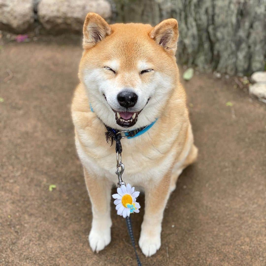 まる（まるたろう）さんのインスタグラム写真 - (まる（まるたろう）Instagram)「Be smiling on Monday✨🐶☺️✨月曜日おはまる〜！今日はなんだか夏みたいに暑いね〜　 #毛皮族は警戒しないとな #去年の夏は激暑だったよね #熱中症対策にはお肉が良いって噂あるよね #パパ聞いてる⁉️ #月曜日は笑顔で頑張る日」5月11日 9時12分 - marutaro