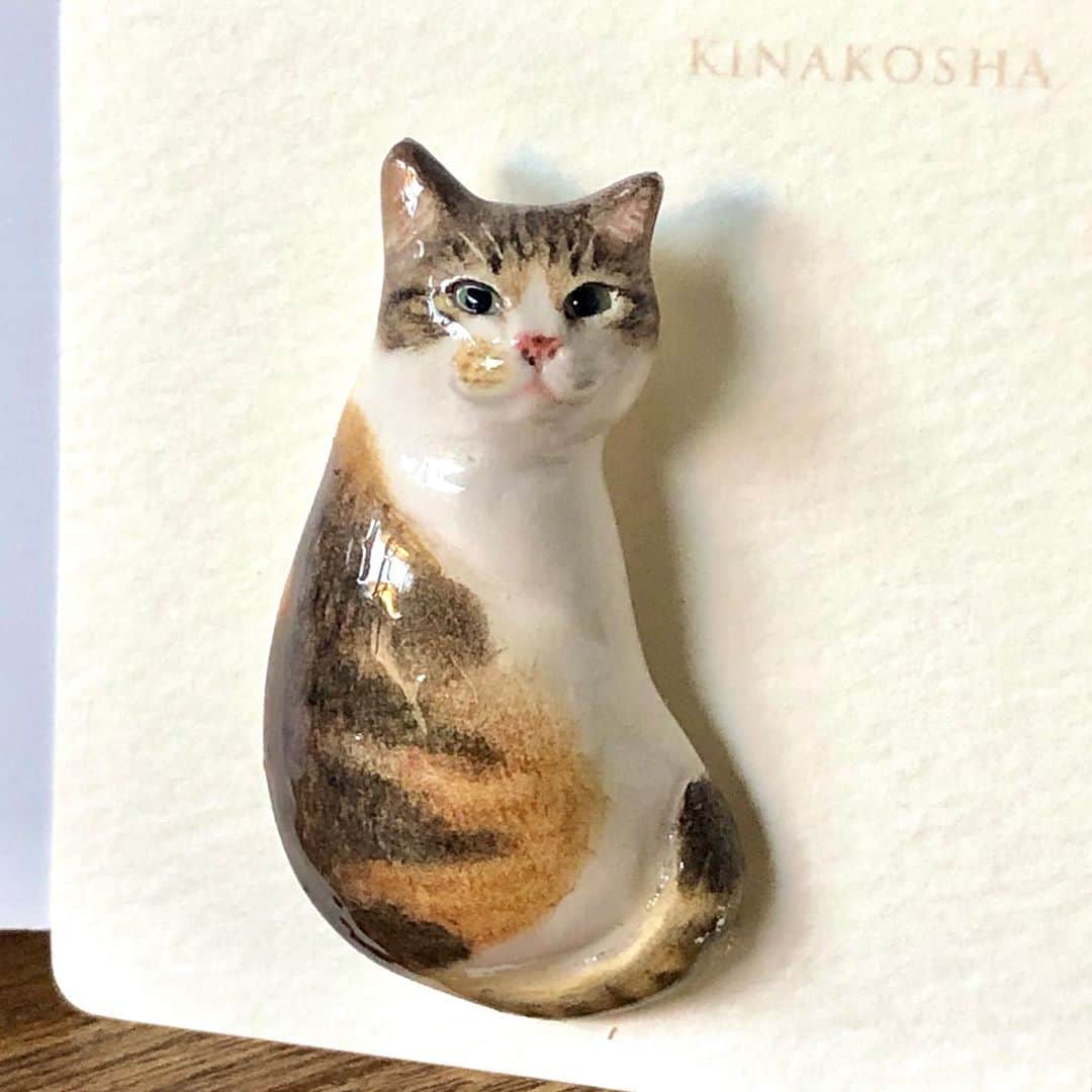 山田稔明さんのインスタグラム写真 - (山田稔明Instagram)「きなこ舎（@kinakosha ）さんからポチとポチ実のブローチが届いて興奮！以前も我が家の猫をモチーフにしてもらったことがあったけど、今回はディテールまでホントそっくりでため息が出るほど。様々なイベントで活躍されているので猫好きの方はぜひきなこ舎さんの作品に触れてみてください。 #ポチ実 #山田ポチ #三毛猫 #きなこ舎 #妖怪小首かしげ」5月11日 20時51分 - toshiakiyamada
