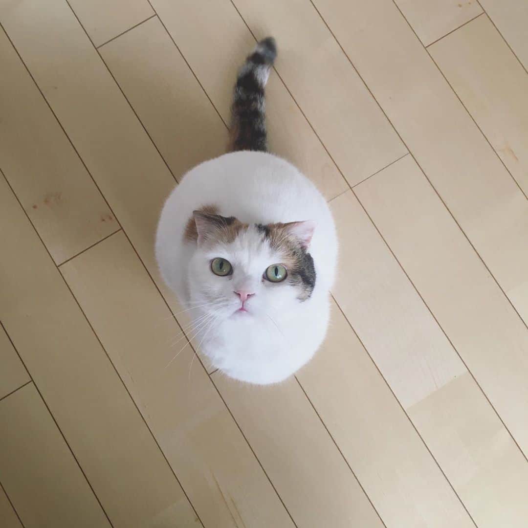 のインスタグラム：「HELLO 🌞 かわいいがとまらにゃい。」
