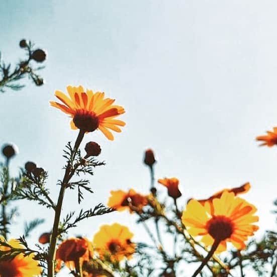 島ゆいかのインスタグラム：「. 惹かれて撮りがち🌼🌷 また花畑に行ける日を楽しみに 、 #stayhome #おうち時間 #過去pic」