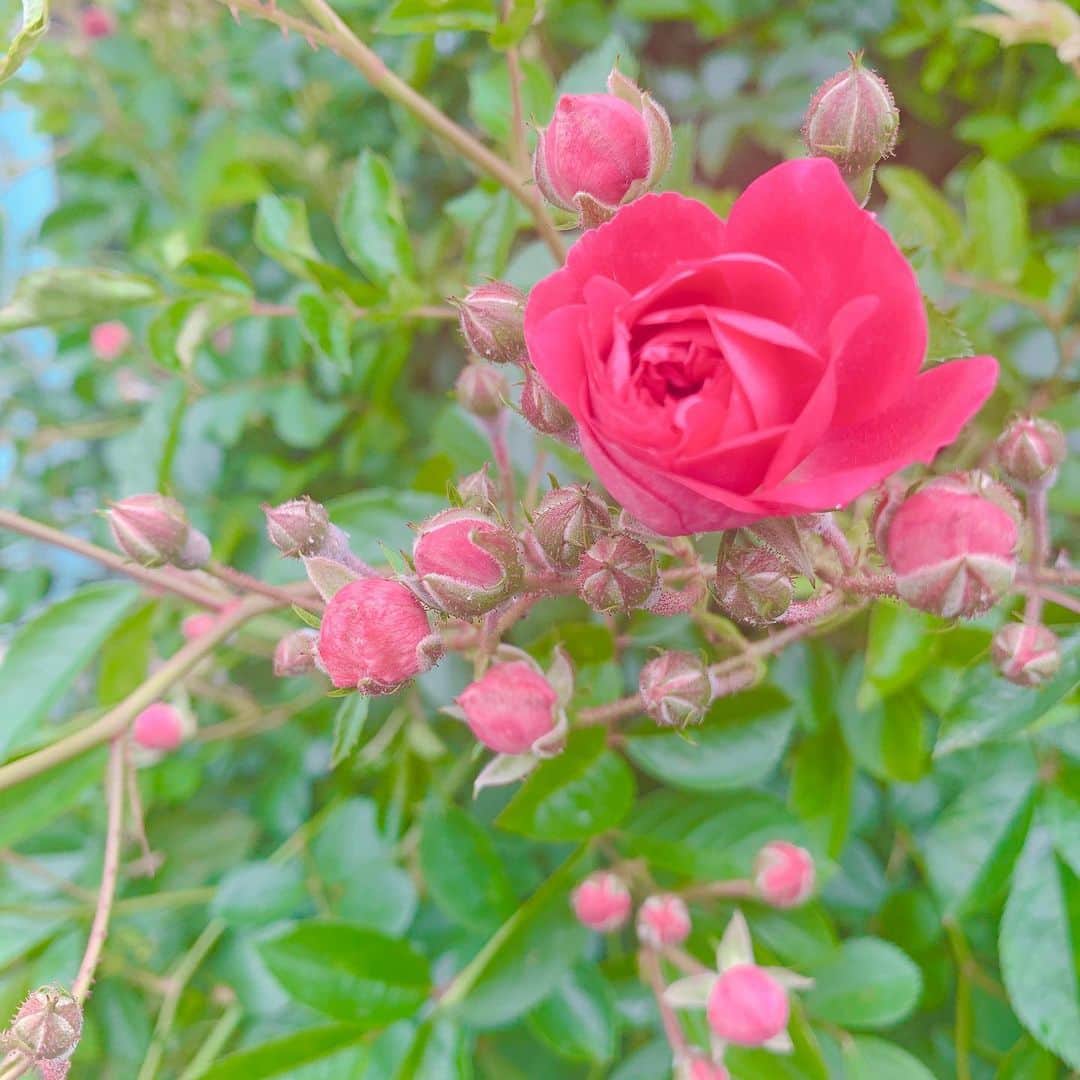 くまみきのインスタグラム：「なんか最近花の写真ばっか載せてるけど綺麗だったからしょうがない🤣💗 薔薇園にいきたいな〜って思ってたけど、お散歩コースに綺麗な薔薇みつけた🥰へへ」