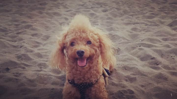DJ JUICYのインスタグラム：「iPhone Photoのムービー📽 意外と良い😊 7歳の時のJUICYくん🐩💙 この時みたいに、コロナが居ない世界で元気いっぱい走ってるかな?!☺️💕 サーフィンしてる時も、お利口に待っててくれたね😌🏖 車に乗った時はいつも窓から風を感じてたね😚  砂浜の足跡が🐾可愛すぎ😍 #dog#dogstagram#dogsofinstagram#toypoodle#toypoodlegram#toypoodlelife#beach#memories#juicy#love#juicykun2013」