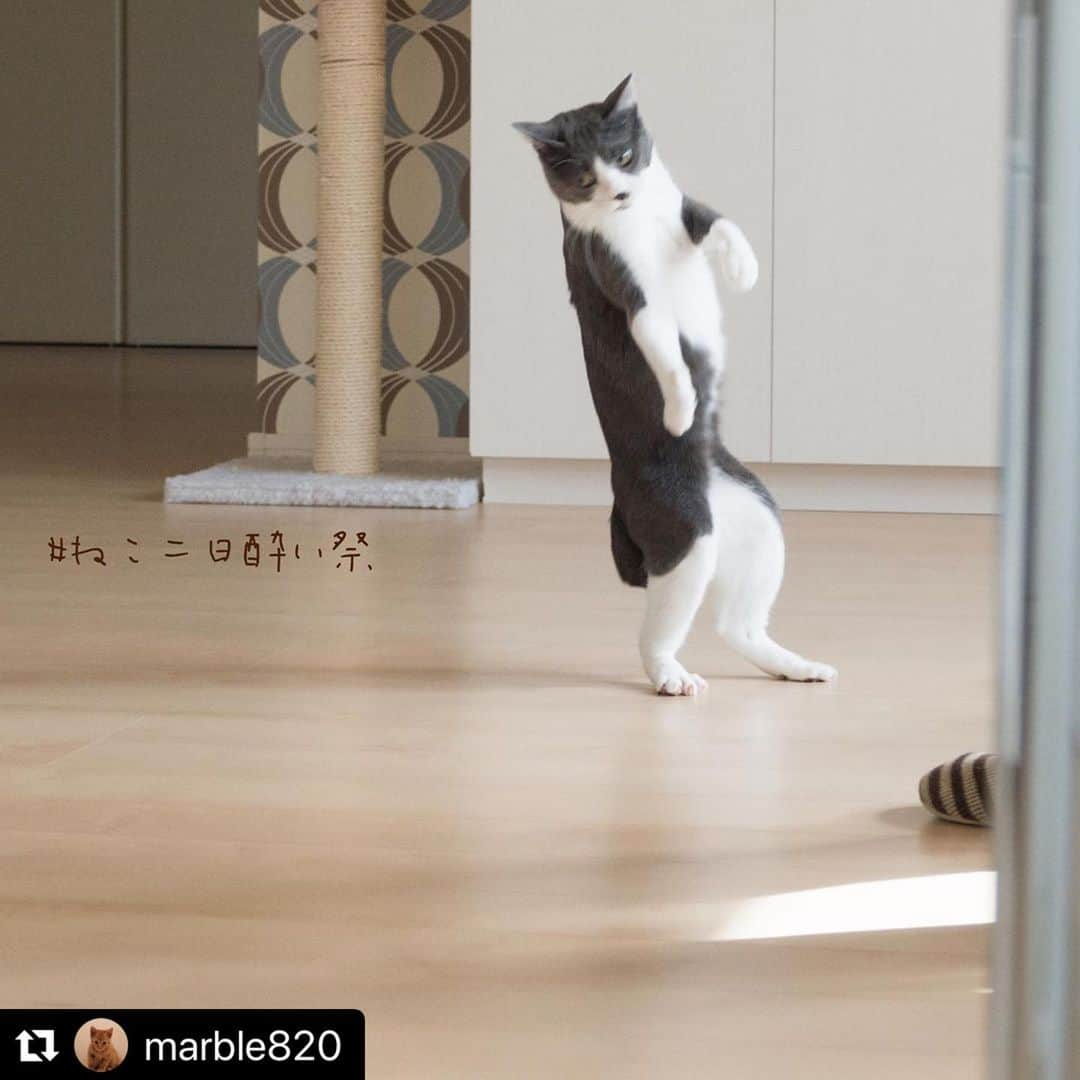 ねこさんのインスタグラム写真 - (ねこInstagram)「【#ねこは人を笑顔にする】❣️ よろよろっ…よっ、酔ってないよ💦ふ、二日酔いじゃないよ🍶🍻よろよろ… @marble820 さん、ありがとーっ😆💕 #Repost @marble820 with @make_repost ・・・ 2020.5.2 よろよろっ〜🍶 #えぼるの千鳥足シリーズ 😂😂 ・ ・  #ねこ二日酔い祭  #笑って免疫力アップ  #ねこは人を笑顔にする ・ ・  #grayandwhitecat #ハチワレ  #tuxedocat ・ #standingcat  @pidan.rakuten  #pidanフォトコン1  可愛いベッドが欲しいです♥️ ・ #wpe住まいフォトグランプリ」5月11日 20時13分 - neko_magazine