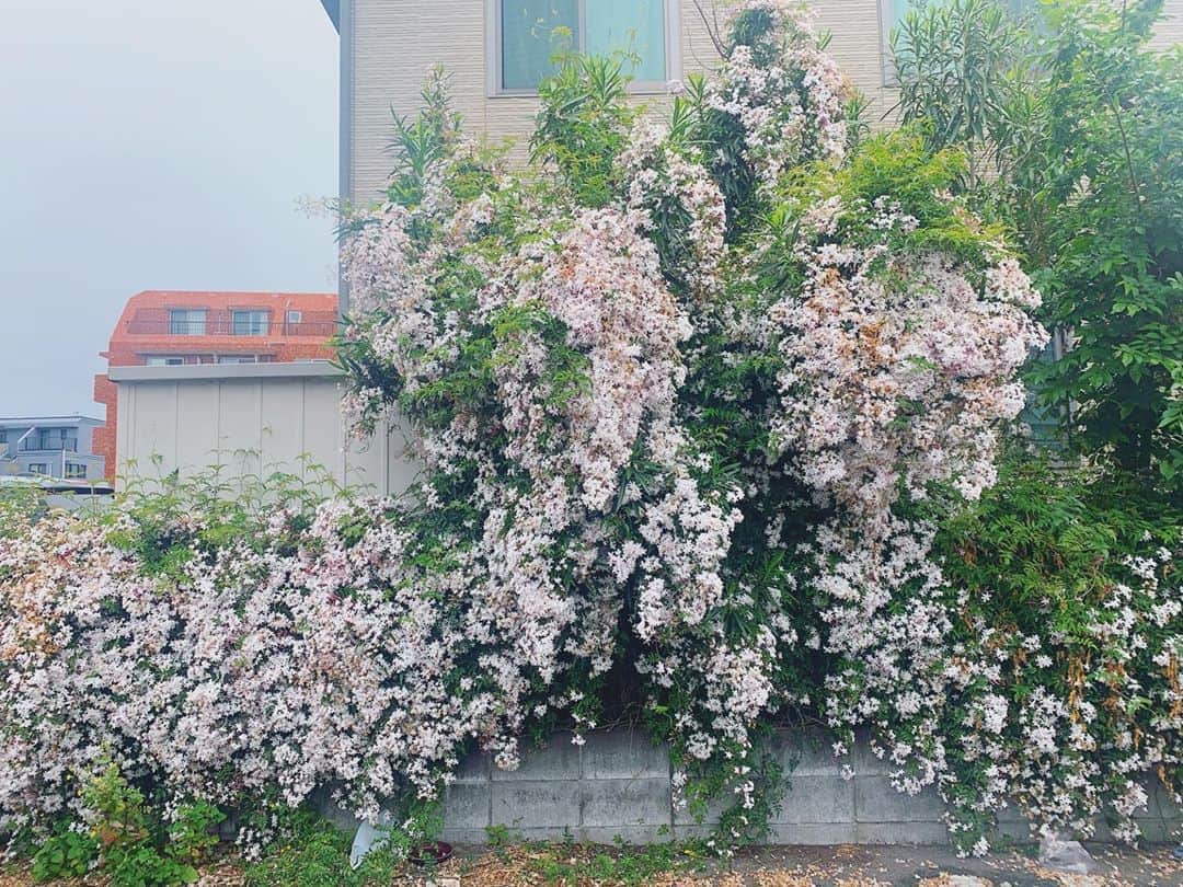 坂本美雨さんのインスタグラム写真 - (坂本美雨Instagram)「もうすぐハゴロモジャスミンの季節も終わる。 今年は毎日毎日、堪能した。 とても助けられた。 写真は今まで出会ったなかでいちばんの咲き乱れ。」5月11日 11時45分 - miu_sakamoto