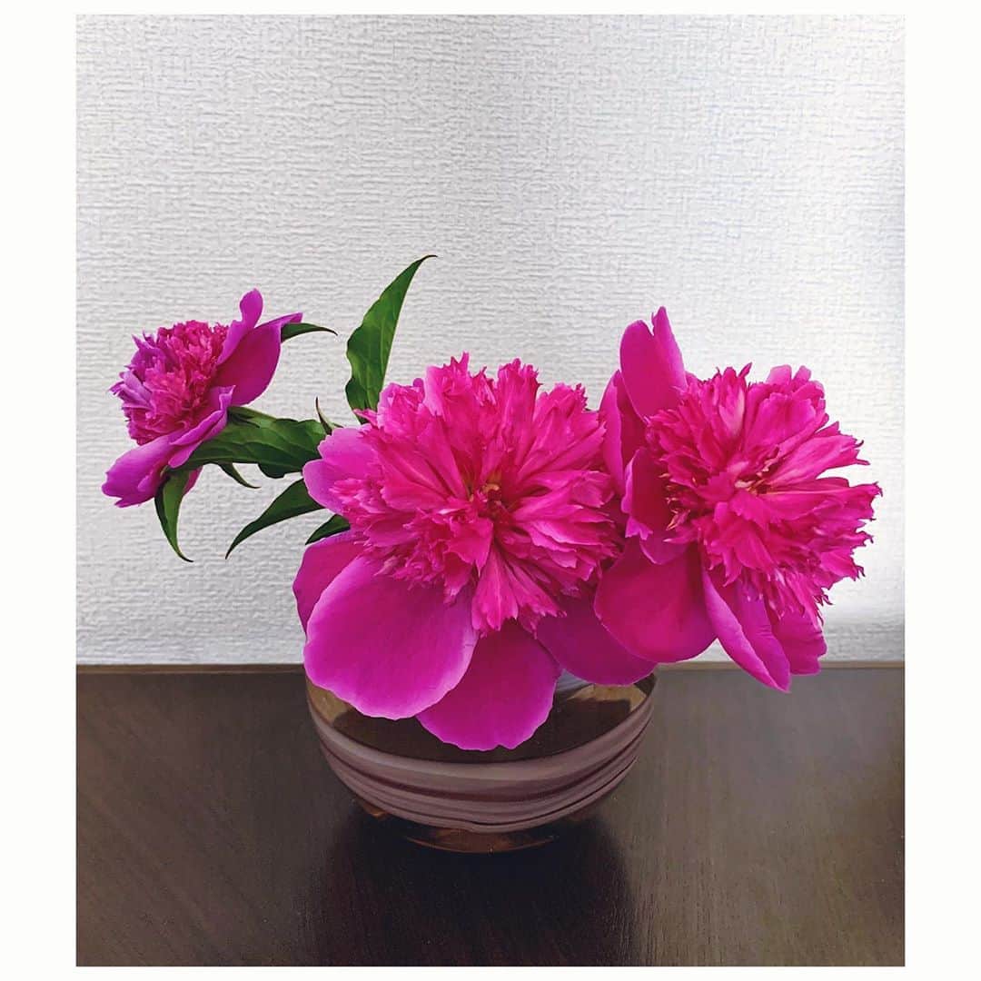 愛可さんのインスタグラム写真 - (愛可Instagram)「・ 華やか そして、とても良い香り 咲ききった芍薬 雅やか　とはこういう様を言うのだろうな うっとりしちゃう #芍薬」5月11日 11時45分 - aikick