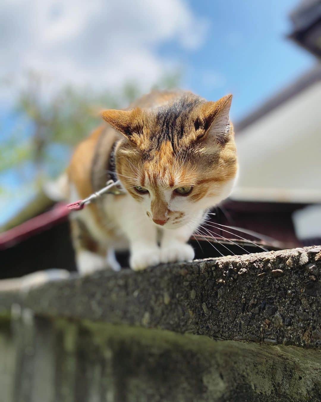 山田稔明さんのインスタグラム写真 - (山田稔明Instagram)「塀の上のしっぽピーン #ポチ実 #三毛猫 #やめれ #厳重な監視下で遊んでいます」5月11日 12時25分 - toshiakiyamada
