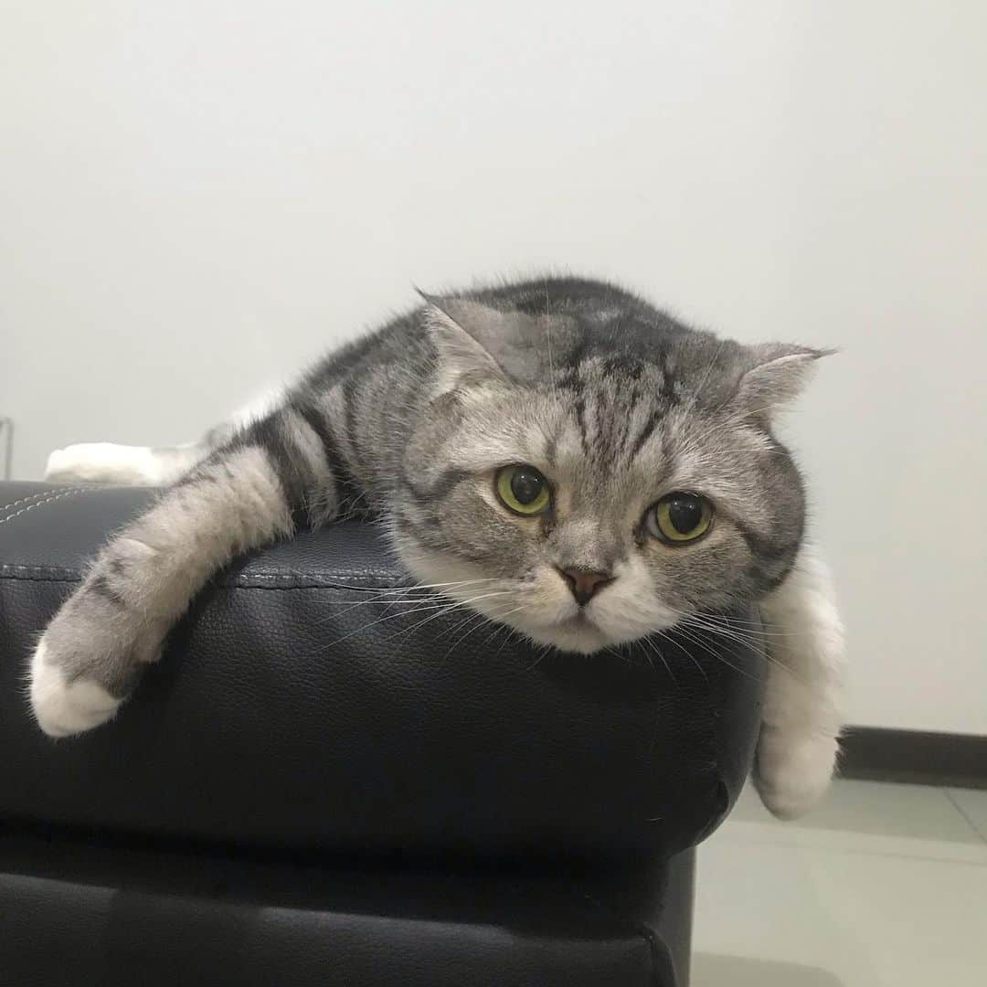 KATSUOのインスタグラム：「#cat #catsofinstagram #katsuo」