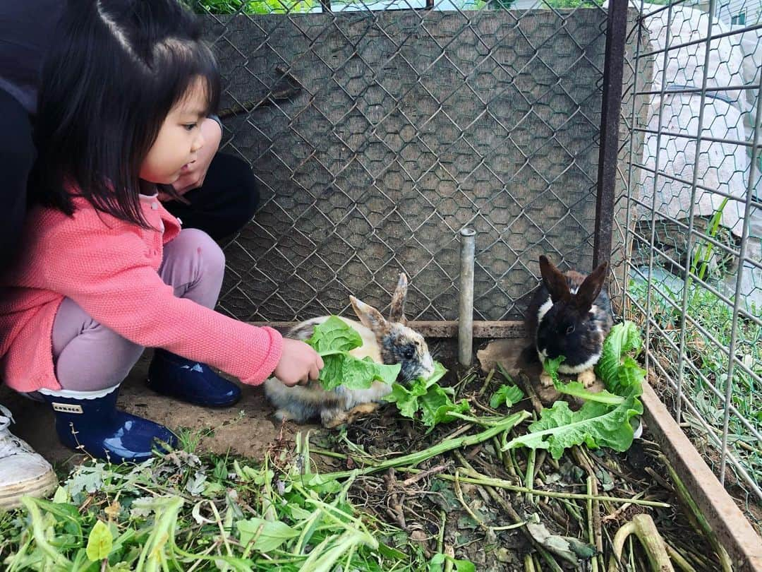 秋葉里枝さんのインスタグラム写真 - (秋葉里枝Instagram)「예나 첫 딸기농장체험🍓 과일을 잘 안 먹어주는 예나. 이런 경험을 하면 먹어줄래나 데려가봤지만.... 역사나 먹어주지는 않았어요 😂 그래도 즐겁게 딸기도 따고 토끼랑도 놀고 언니 오빠들 만나 신난 하루였어요🐰❤️ 자연속하루는 역시 힐링이었어요🌿 엄마들도 친구를 만나 또 힐링이 된하루. 咲那初いちご狩り🍓 果物をあまり食べない咲那。 いちご狩りしたら食べてくれるかなって思ったけど... やはりだめでした😂 それでも、いちご狩りしたり うさぎと遊んだり お姉ちゃんお兄ちゃんと遊んだり 楽しい一日でした🥰 自然の中で過ごす時間は、やっぱり癒しな時間でした🌿 ママ達は、お友達に会えて、癒しな時間でした。 - #혜서딸기농장」5月11日 12時31分 - rie_akiba