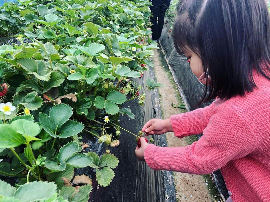 秋葉里枝さんのインスタグラム写真 - (秋葉里枝Instagram)「예나 첫 딸기농장체험🍓 과일을 잘 안 먹어주는 예나. 이런 경험을 하면 먹어줄래나 데려가봤지만.... 역사나 먹어주지는 않았어요 😂 그래도 즐겁게 딸기도 따고 토끼랑도 놀고 언니 오빠들 만나 신난 하루였어요🐰❤️ 자연속하루는 역시 힐링이었어요🌿 엄마들도 친구를 만나 또 힐링이 된하루. 咲那初いちご狩り🍓 果物をあまり食べない咲那。 いちご狩りしたら食べてくれるかなって思ったけど... やはりだめでした😂 それでも、いちご狩りしたり うさぎと遊んだり お姉ちゃんお兄ちゃんと遊んだり 楽しい一日でした🥰 自然の中で過ごす時間は、やっぱり癒しな時間でした🌿 ママ達は、お友達に会えて、癒しな時間でした。 - #혜서딸기농장」5月11日 12時31分 - rie_akiba