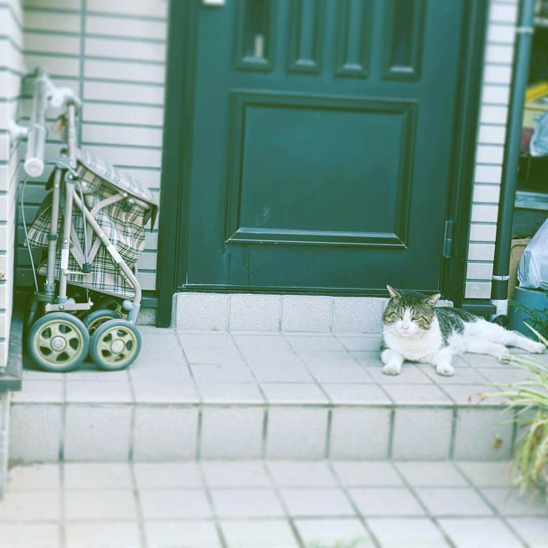 中野敬久さんのインスタグラム写真 - (中野敬久Instagram)「#cat #catstagram #porch #relaxing #or #waiting #hope」5月11日 12時50分 - hirohisanakano