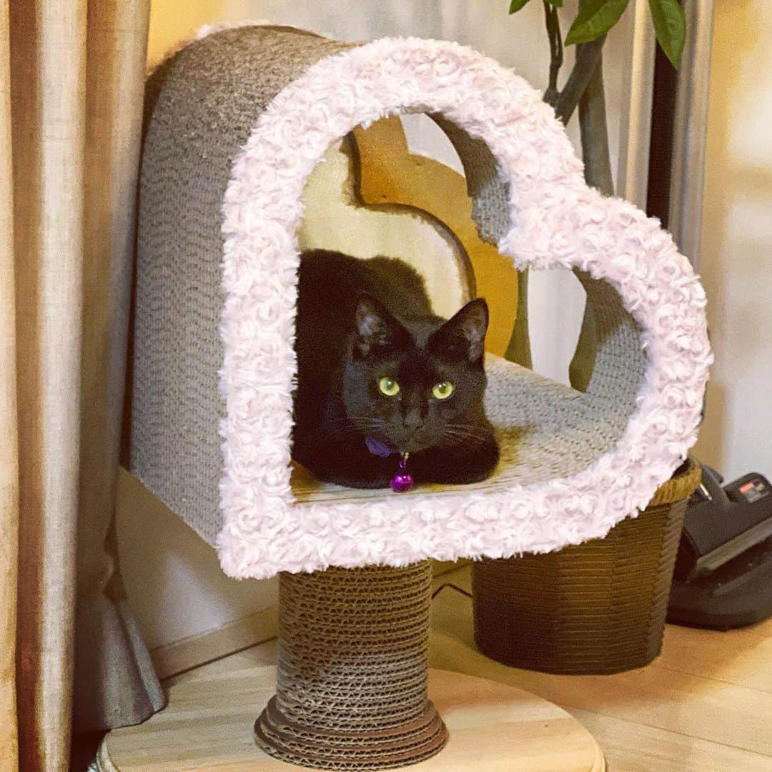 にゃんたまハウスさんのインスタグラム写真 - (にゃんたまハウスInstagram)「恋するナナちゃん💜 #黒猫 #にゃんたまhouse #カリカリーナ #ねこ部 #片思い #恋する猫」5月11日 12時54分 - tamaki0916