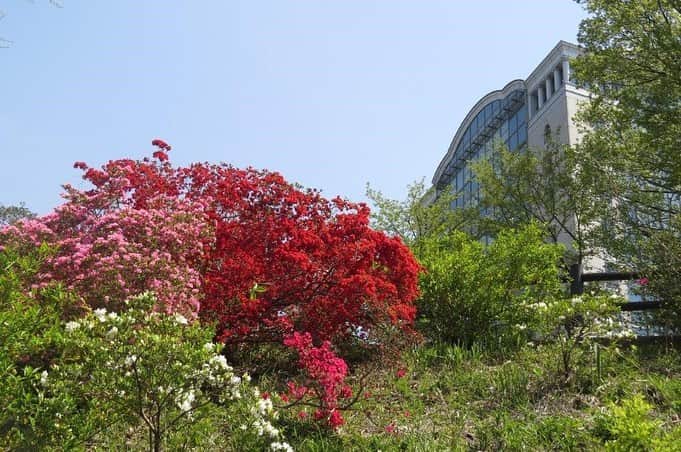 のインスタグラム：「Campus Seasonal Photos April ❺ 丹木の歳時記卯月❺ ⑴ Azalea and Central Tower・躑躅(ツツジ)と本部棟 ⑵ Poppy anenome・一輪草(イチリンソウ) ⑶ Akebiae Caulis・木通(アケビ) ⑷ White-tailed butterfly・スジグロシロチョウ ⑸ Painted lady・ヒメアカタテハ ⑹ Viburnum erosum・コバノガマズミ ⑺ Flowering fern・ゼンマイ♀ ⑻ Spot-billed duck・カルガモ ⑼ Intermediate egret・チュウサギ ⑽ Kingfisher・翡翠(カワセミ) #discoversoka #sodaigram #sokauniversity #hachioji #tokyo #japan #campus #university #nature #environment #april #spring #beautiful #創価大学 #八王子 #東京 #大学 #キャンパス #自然 #環境 #4月 #春 #卯月」