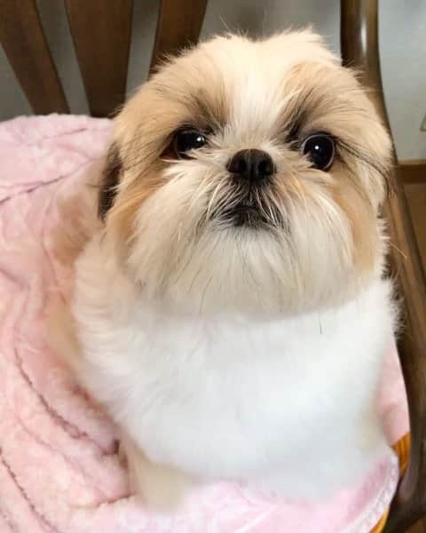 のインスタグラム：「I feel so fresh and clean now 🐶🛁💖 #bathtimeagain #ihatebath * * * * * 昨日のストーリーズの続きです😊 お毛毛が伸びすぎて、お顔が長方形になったよ🤣🐶🍞💕💕 #食パンマン」