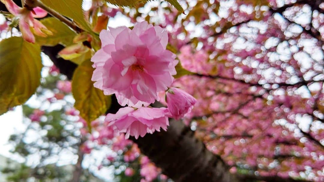 北海道放送「今日ドキッ!」さんのインスタグラム写真 - (北海道放送「今日ドキッ!」Instagram)「天気担当Sです。  いまの札幌は あいにくの空模様☂️ でも道庁のヤエザクラは、ほぼ満開の見頃🌸 さながらピンクのカーテンがかかっているような…  #おうち時間 の潤いに☺️ 花の香りは、 鼻づまりで届かず…🤧 #花粉バルス 継続中  #そらリサーチ 写真募集中！ 詳細は  #今日ドキッライフ で検索」5月11日 14時22分 - hbc_kyodoki