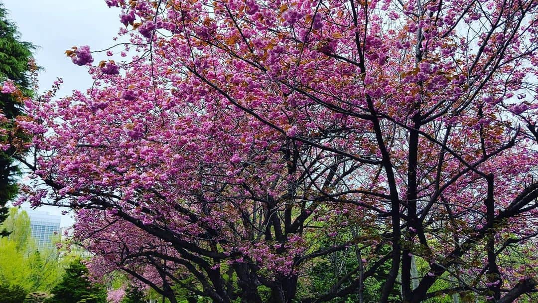 北海道放送「今日ドキッ!」さんのインスタグラム写真 - (北海道放送「今日ドキッ!」Instagram)「天気担当Sです。  いまの札幌は あいにくの空模様☂️ でも道庁のヤエザクラは、ほぼ満開の見頃🌸 さながらピンクのカーテンがかかっているような…  #おうち時間 の潤いに☺️ 花の香りは、 鼻づまりで届かず…🤧 #花粉バルス 継続中  #そらリサーチ 写真募集中！ 詳細は  #今日ドキッライフ で検索」5月11日 14時22分 - hbc_kyodoki