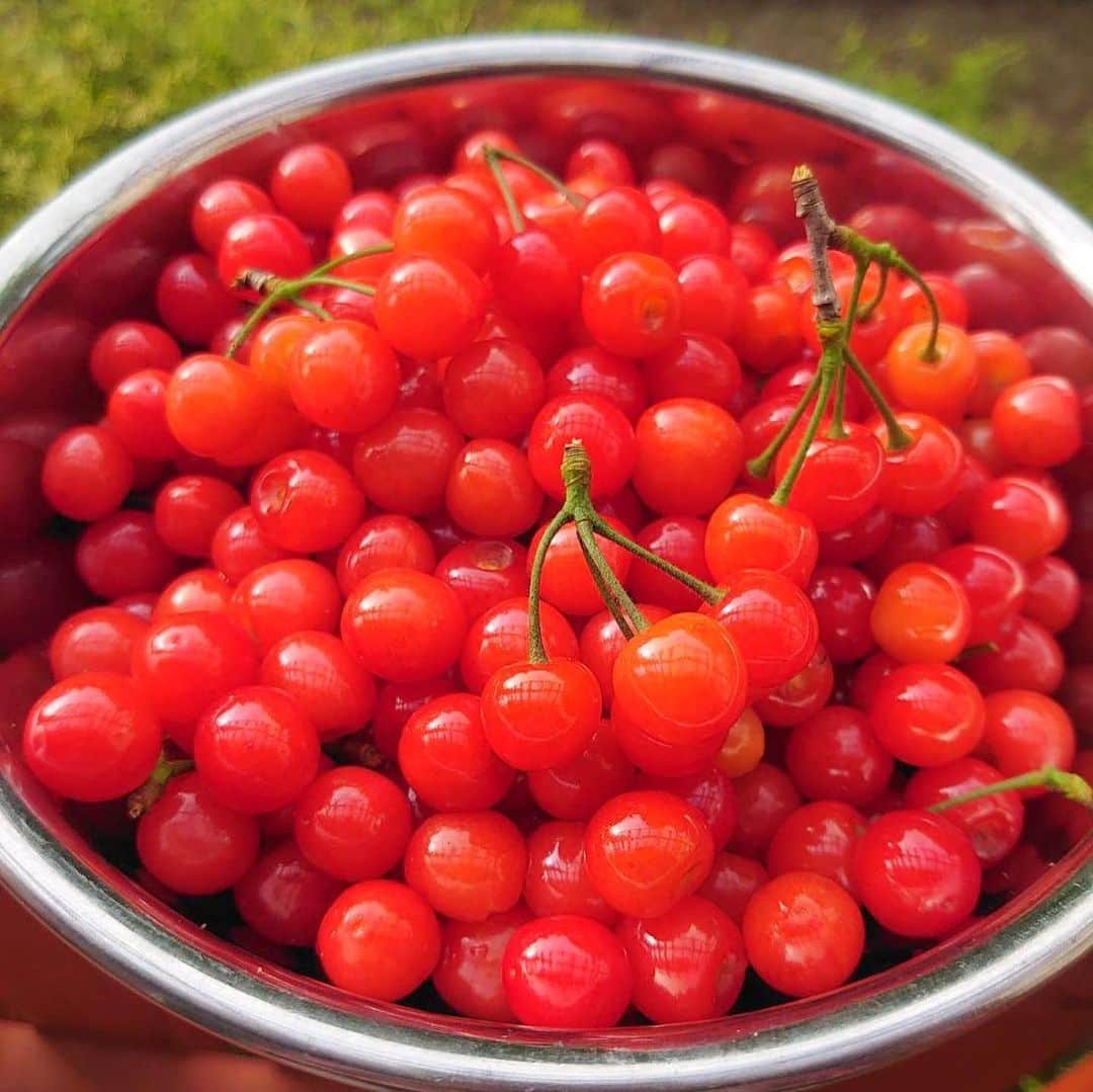 松山愛里のインスタグラム：「ジャムにする前のさくらんぼ🍒 鮮やか〜つるんつるん☺️#さくらんぼ #ジャム」