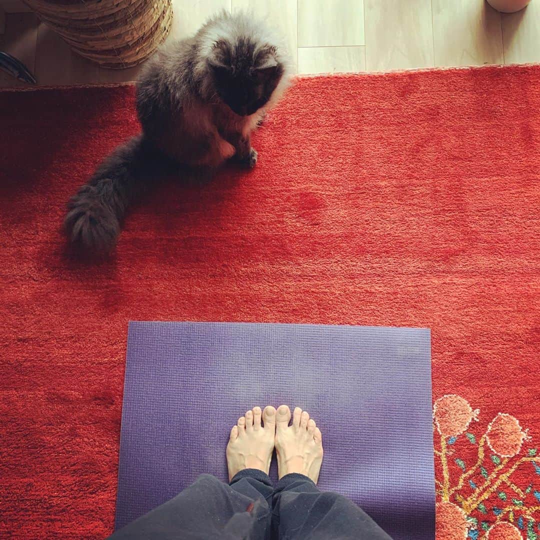住吉美紀さんのインスタグラム写真 - (住吉美紀Instagram)「家ヨガ、再開。 体力・筋力回復のため、家でできるいちばんの肉体鍛錬。 ストレッチされ身体中に血液が巡り、筋力も適度に使い、呼吸もたくさんして汗もかく。やっぱりヨガはいい。  講師は毎朝、うちのニャンズが交代で。  #おうち時間 #家ヨガ #yoga #ネコ #cat #catsofinstagram」5月11日 15時14分 - miki_sumiyoshi