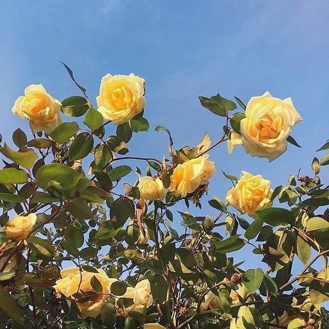 猪鼻ちひろのインスタグラム：「🍯💛🍞🍳🌼 汗、こんなにかいてるのわたしだけかな〜 〽️🐥🌕🧀🥞🛵💡🧽🎉☀ 🟡️🌙🍋🐣🚸🌻🥇🎗🚕⚠️ #黄色の薔薇 #黄色のパン #ちひろのお花 #ちひろのごはん #ちひろkitchen #フレンチトースト #簡単レシピ #ブログにも詳しく書いています  #ふわふわフレンチトースト」