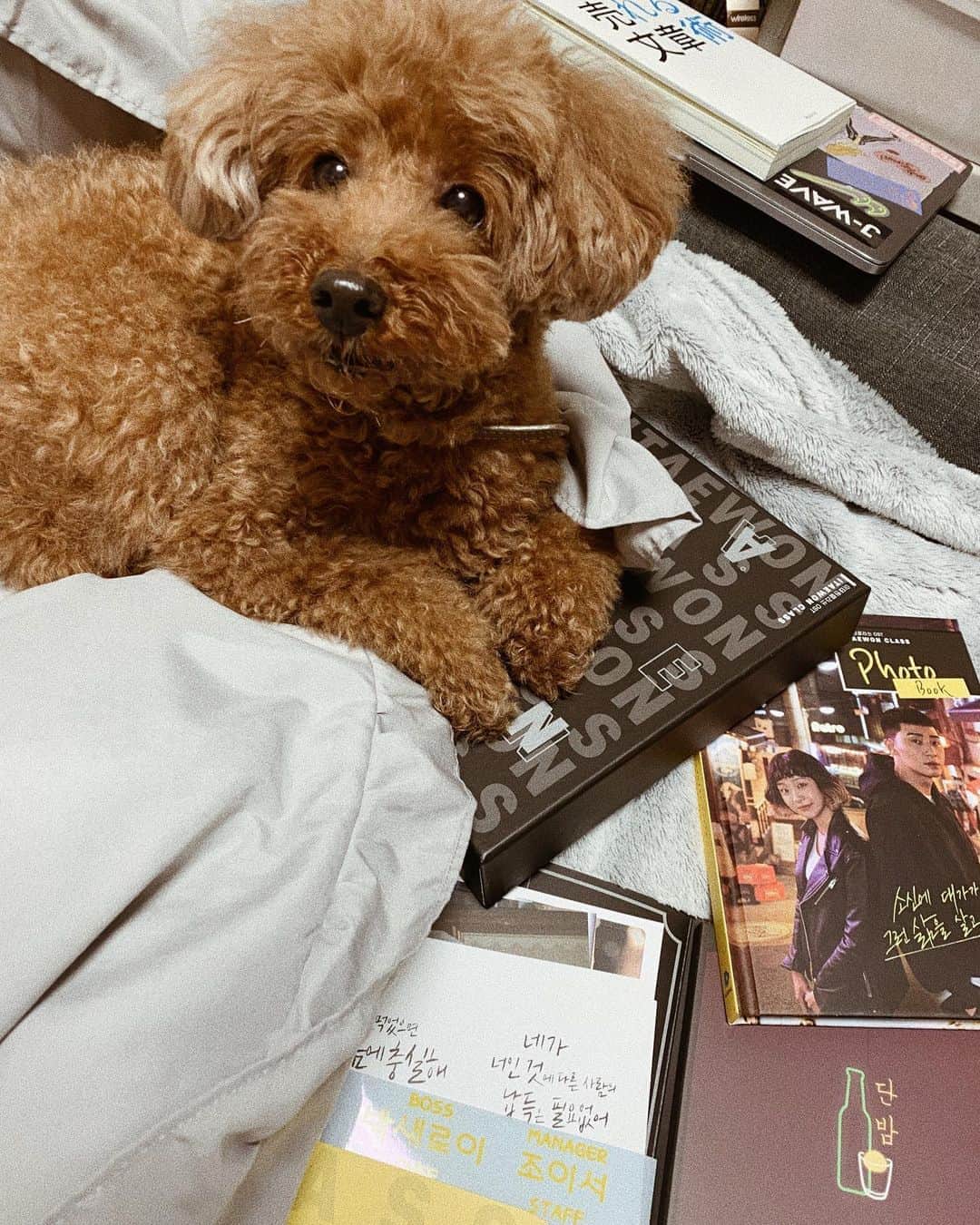 上野智子さんのインスタグラム写真 - (上野智子Instagram)「#梨泰院クラス OSTをGetした。。！！ テテ様の歌声聴けますし、タンバムのスタップバッチとシールもついてるんだよ？買わないとかある？ "Boss"かなあやっぱり貼るなら♡悩むなあ♡まだ観てない人はいますぐ！観て！生きる糧♡♡ #이태원클라쓰 #netflix #BTS #トイプードル女の子 #わんこのいる生活」5月11日 20時54分 - tomokoueno