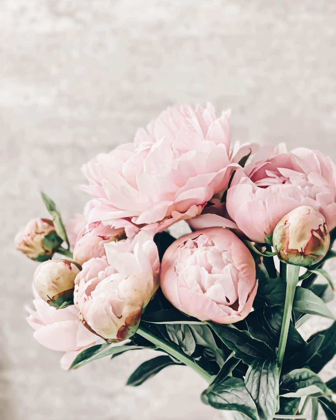 のインスタグラム：「𓇠𓇢𓇡 𓆸𓆸  𝑇ℎ𝑎𝑛𝑘 𝑢𝑢𝑢𝑢𝑈 母の日は芍薬を♡ ってうちの家はなってます✌︎ ‥‥‥‥‥‥‥‥‥‥‥‥‥‥‥‥‥‥‥‥‥‥‥‥‥‥‥‥‥‥‥‥‥ #storyofmylife#flowers#flowerporn#flowerslovers#flowerstyles#floweroflife#flower_perfection#flowerstagram#flowerporn#still_life_gallery#floweroftheday#littlethings#livethelittlethings#tv_living#f52grams#f52home#gatheringslikethese#feedfeed#simplepleasures#momentslikethese#blooms#flowertalking#bouquet#bouquets#flowerpower#thatsdarling#nothingsordinary#peony#芍薬#花のある暮らし」