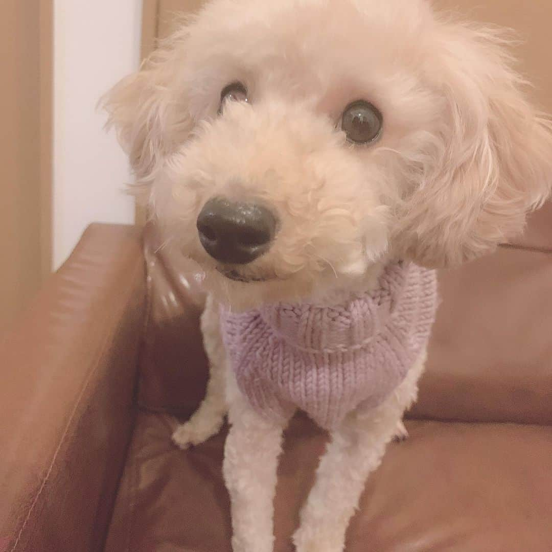 南まゆさんのインスタグラム写真 - (南まゆInstagram)「♡ うちの愛犬 みるみる 🐶 トリミングして イメチェン✨ . #愛犬 #犬 #いぬすたぐらむ  #トイプードル #タイニープードル #アプリコット #女の子 #2歳 #みるみる #トリミング」5月11日 15時36分 - mayuminami1127