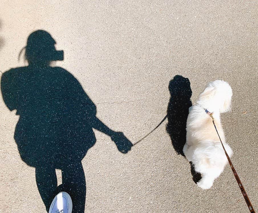 こなんさんのインスタグラム写真 - (こなんInstagram)「. . １日の楽しみ🐶  最近暑過ぎる、、 #はぐ#散歩#愛犬」5月11日 15時41分 - konan_610
