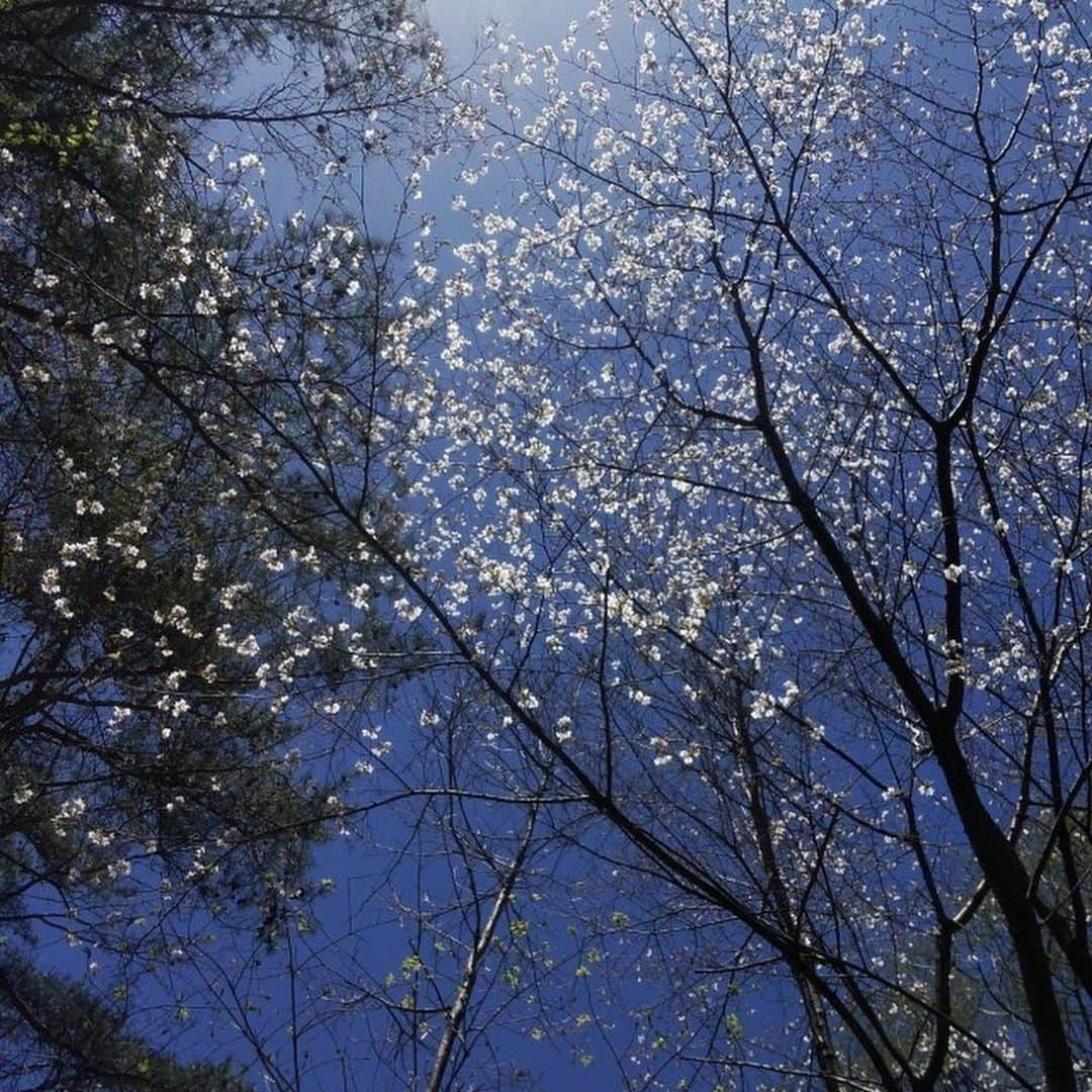 【公式】軽井沢高原教会さんのインスタグラム写真 - (【公式】軽井沢高原教会Instagram)「今日の軽井沢。  桜が咲いています。 そして少しずつ緑が増えてきました。  未来に向かって、時間は進んでいます。 少しずつ、でも着実に。  #軽井沢　#軽井沢高原教会　#高原教会　#五月晴れ　#staypositive」5月11日 16時34分 - karuizawa_kogenchurch