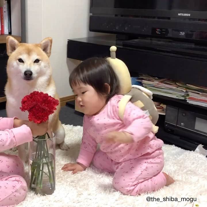 Moguのインスタグラム：「. ベビ子分がナチュラルに謎の触り比べをしてきたなの。 #花ともぐとラグ #母の日 #mothersday . @the_shiba_mogu  #柴犬 #shibainu #shiba#赤柴 #redshiba#犬 #dog#しばいぬ#nannydog#犬と子供#子供と犬#柴犬と子供#柴#赤ちゃんと犬#犬と赤ちゃん#柴犬と赤ちゃん#赤ちゃんと柴犬#柴犬のいる暮らし#子守犬」